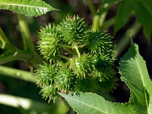 Herbicida Ritmo exclusivo para cana-de-açúcar!