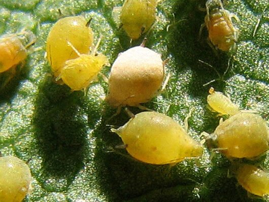 Privilege insecticide controls the whitefly!