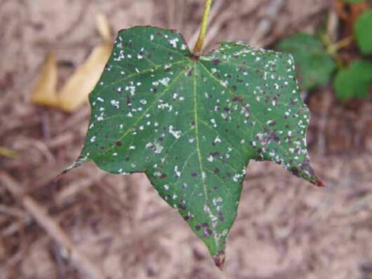 Corynespora cassiicola