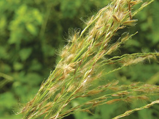 Panicum maximum (capim-coloniao)