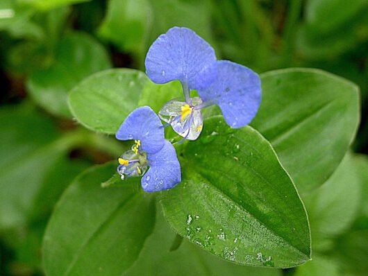 Richardia brasiliensis (poaia-branca)