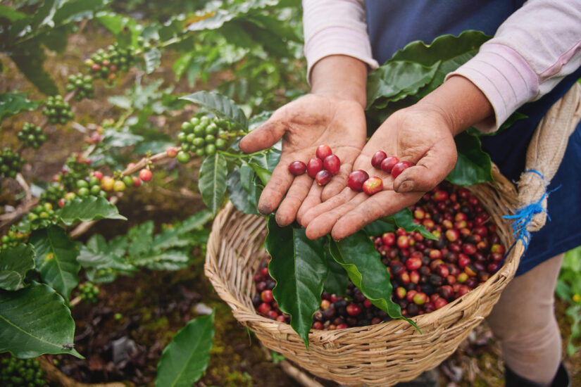 Andamento da safra de café e previsões de clima para colheita