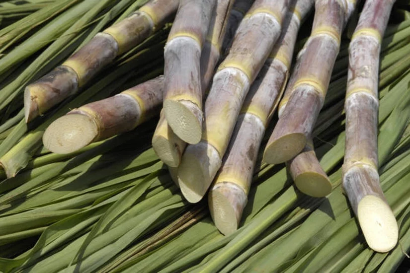 Como ganhar ATR e aumentar a lucratividade na colheita de cana-de-açúcar?