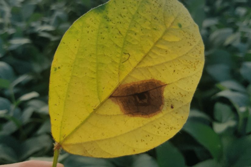 Herbicida Dorai - IHARA Defensivos Agrícolas