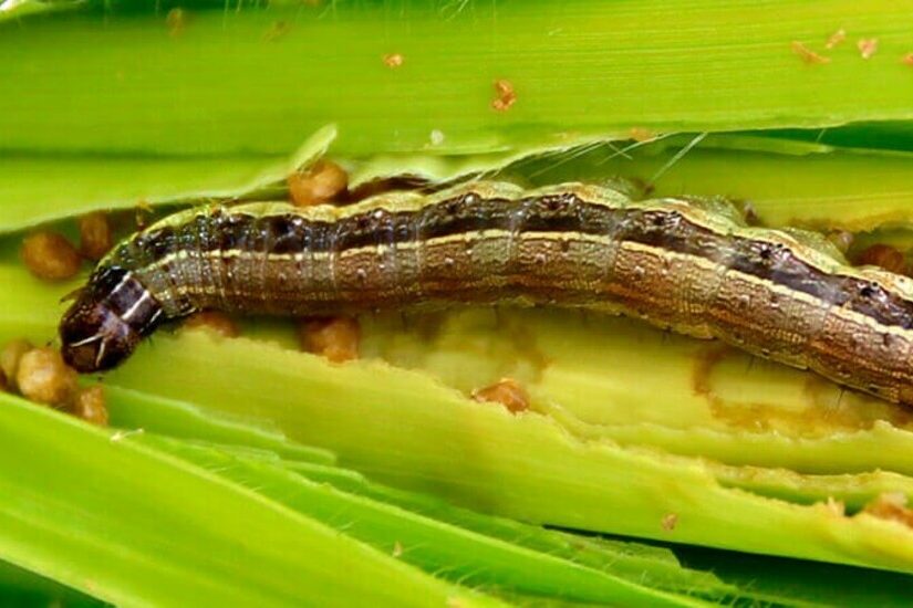 Como identificar as lagartas de difícil controle na soja