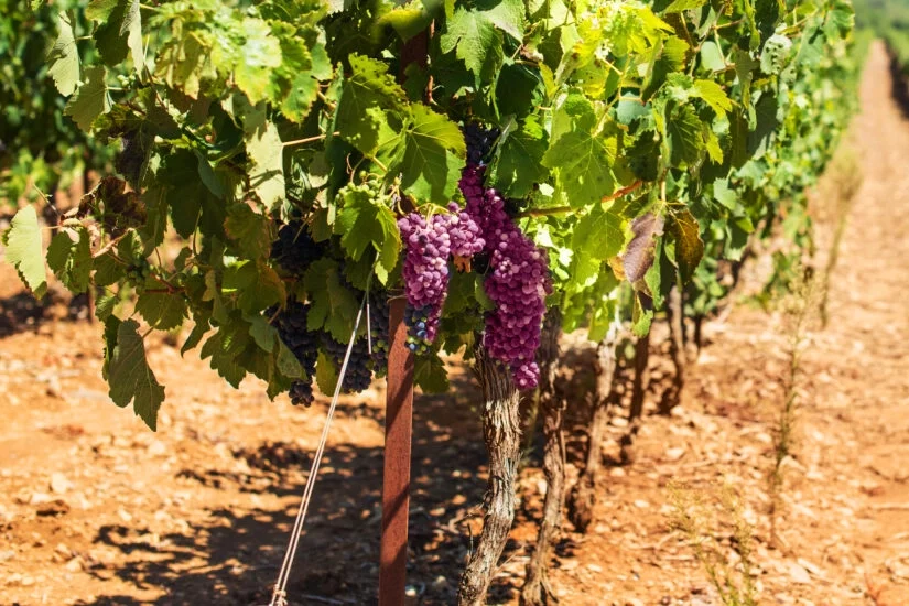 IHARA está ao lado do vitivinicultor contribuindo para o aumento da produtividade e qualidade dos frutos