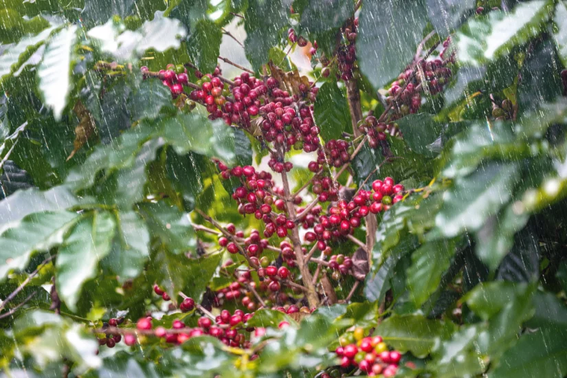 Condições climáticas impactam próxima safra do café
