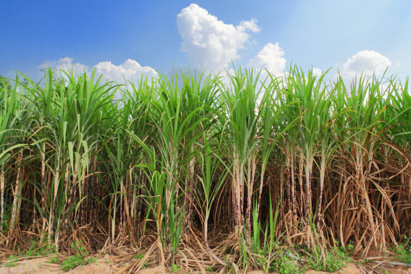 Herbicida pré-emergente Kyojin tira as daninhas da sua plantação!