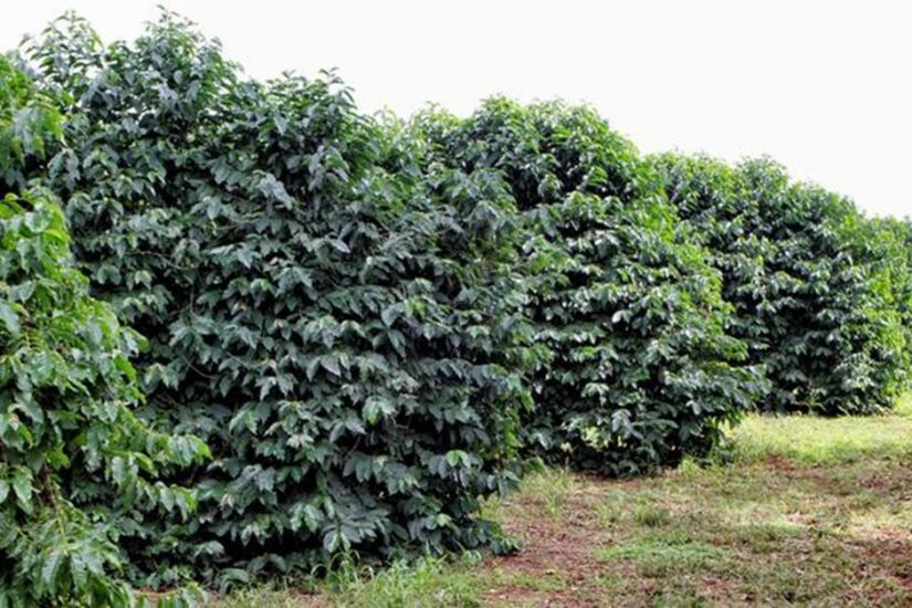 Herbicida pré-emergente Kyojin tira as daninhas da sua plantação!