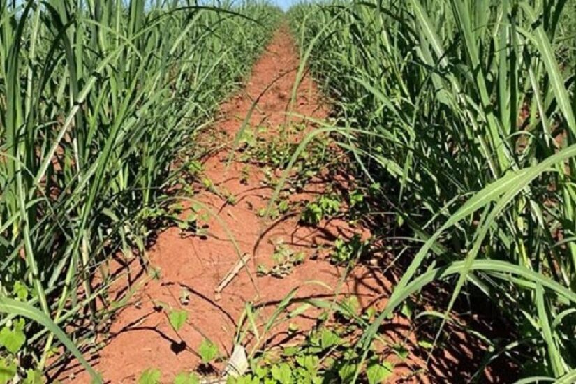 Como fazer o controle de plantas daninhas no canavial