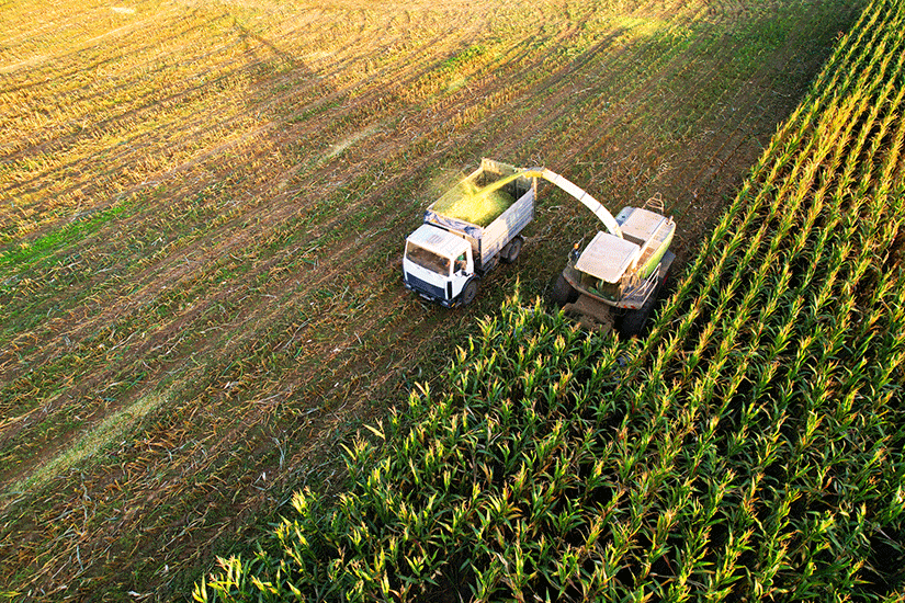 Produção de milho deve crescer 32,7% nesta safra no Brasil