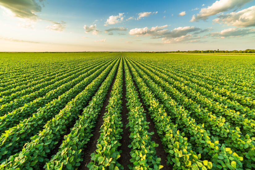 Herbicidas do Futuro: lançamentos IHARA revolucionam o mercado para manejo  de plantas daninhas - Portal do Agronegócio