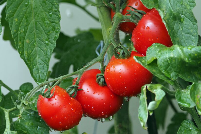 Como realizar o controle de traças e brocas na cultura do tomate