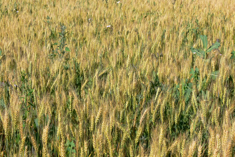 Separe o joio do trigo: saiba como evitar a matocompetição nas lavouras de trigo