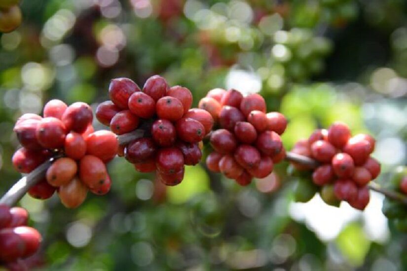 Influência dos fungos na qualidade do café