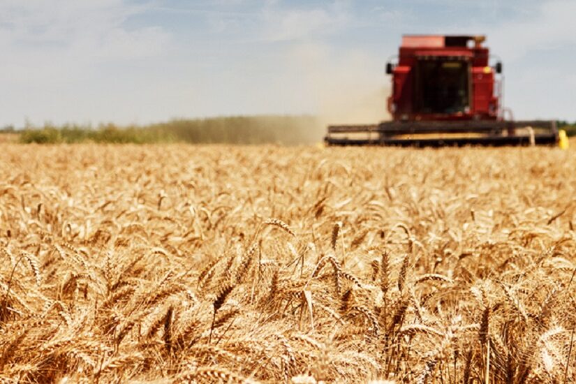 Safra de trigo do Brasil será a maior da história