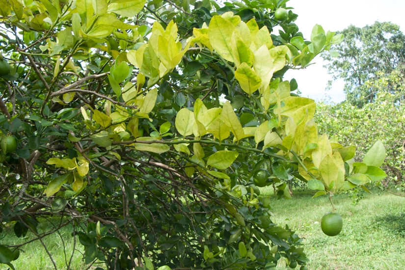 Acaricida Okay com velocidade e ação de choque