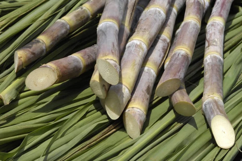 Herbicida para Cana de Açucar