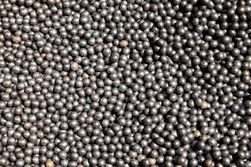 Soja: Tratamento de sementes traz vantagens ao produtor de Soja