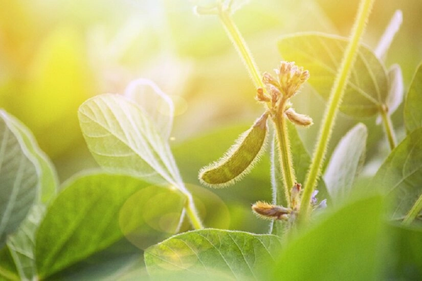 Agricultura digital: análise de imagens