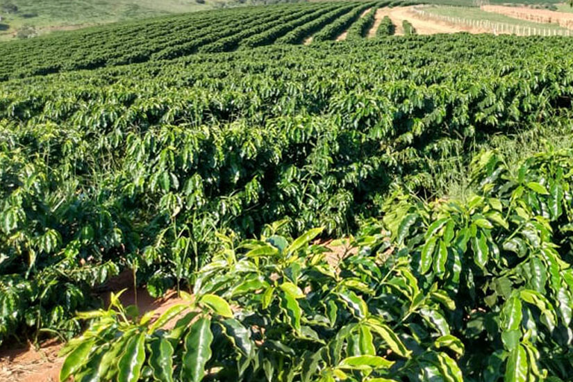 IHARA - Cabelo em pé por causa das daninhas resistentes é passado! Agora é  só alegria, porque as lavouras de soja e milho serão protegidas por Kyojin,  o novo herbicida pré-emergente da