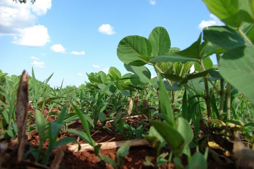 Herbicida pré-emergente Kyojin tira as daninhas da sua plantação!