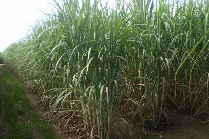 Canaviais ganham solução poderosa no controle de plantas daninhas  resistentes, Especial Publicitário - Ihara