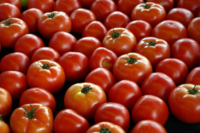 Como funciona a colheita mecanizada do tomate