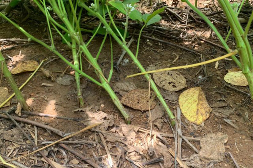 Brasil registra pela primeira vez picão-preto resistente ao glifosato