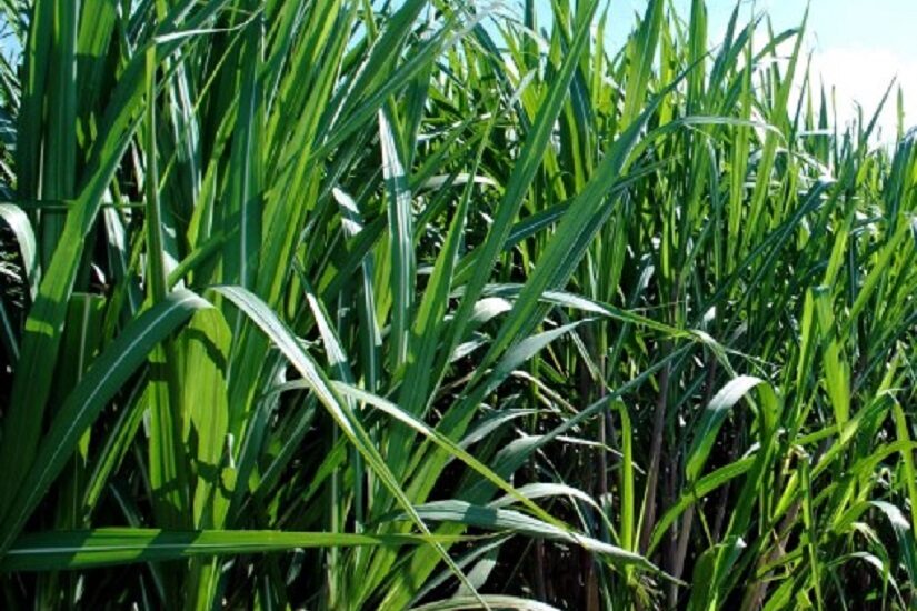 Canaviais ganham solução poderosa no controle de plantas daninhas  resistentes, Especial Publicitário - Ihara