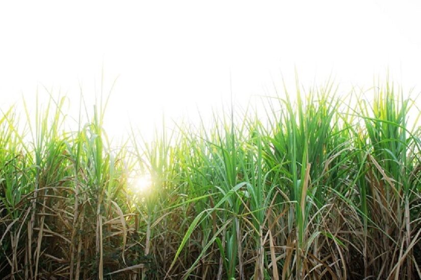 Herbicida Xeque Mate - IHARA Defensivos Agrícolas