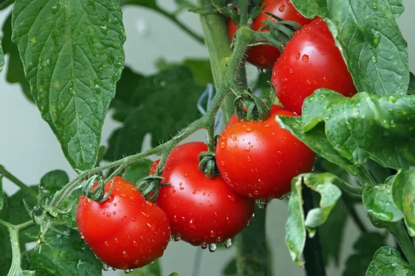 A importância das abelhas na polinização do tomateiro