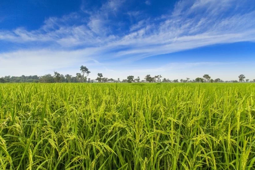 Ihara apresenta soluções para o cultivo do arroz e soja