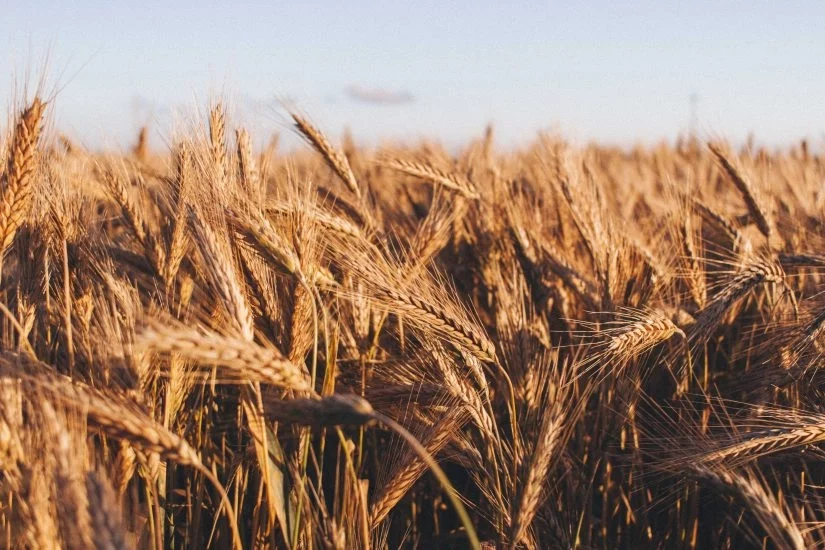 Artigo: Os segredos da crescente produtividade do trigo do cerrado