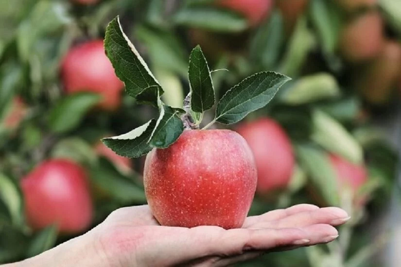 Fitoreguladores potencializam lucros no cultivo da maçã