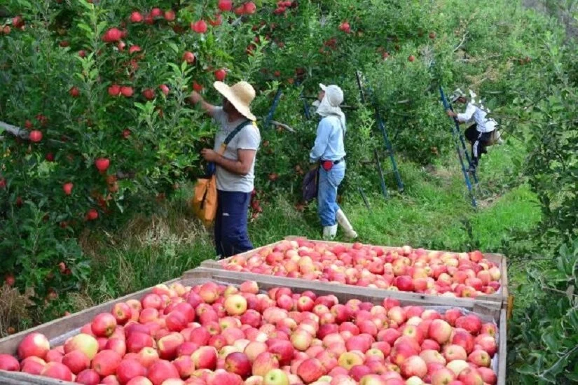 Artigo: Contribuição das abelhas para a produção de frutos de maçã