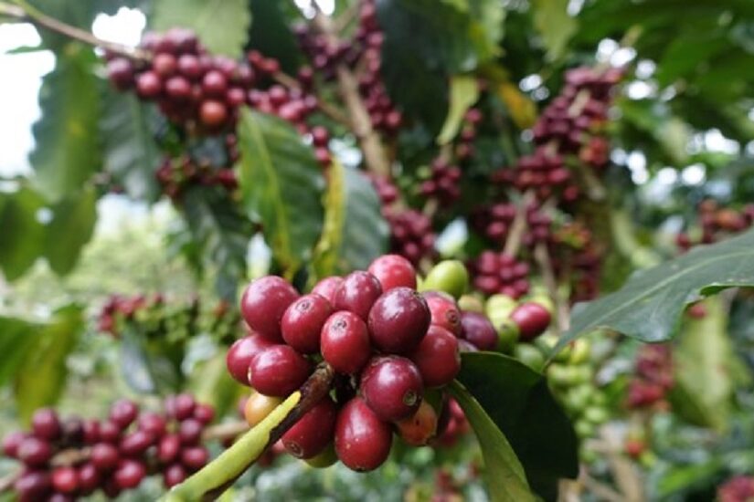 Poda no cafezal pode aumentar em mais de 20% a produtividade