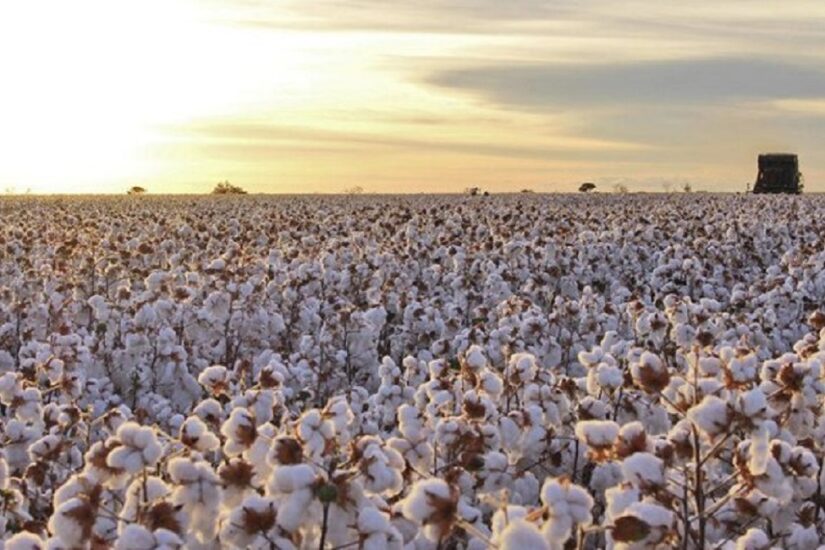 Conab estima produção recorde de algodão em pluma