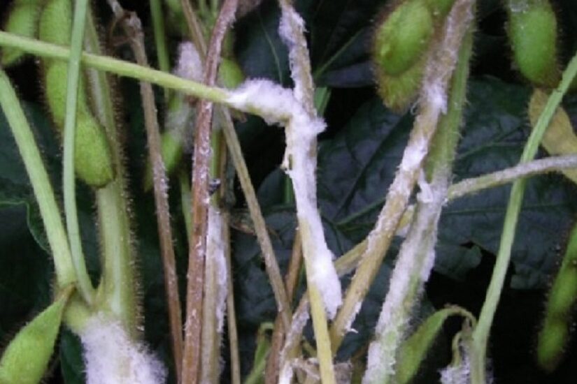 Manejo integrado garante redução eficaz do mofo-branco na plantação de soja