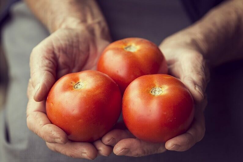 Conheça as principais técnicas de manejo para combater pragas do tomate