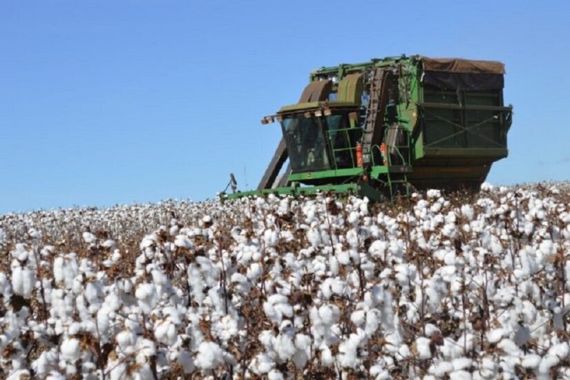 IBGE estima safra de algodão em 7,4 milhões de toneladas