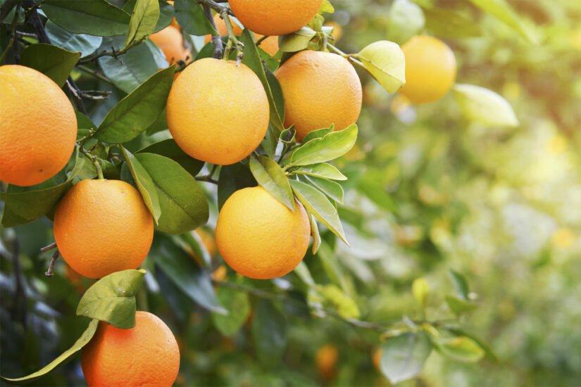 Apicultura no cultivo de laranjas