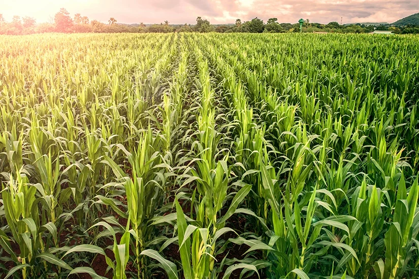 SOLUÇÕES NO CONTROLE DE PLANTAS DANINHAS NO MILHO