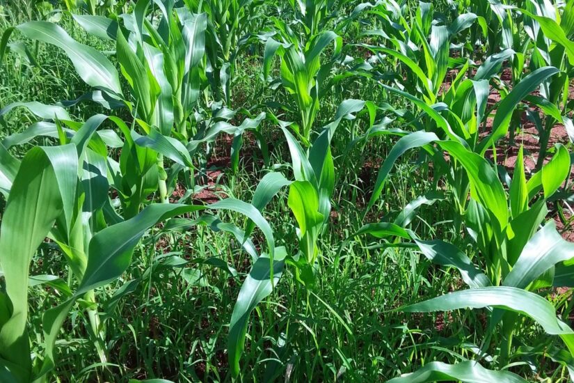 IHARA - Cabelo em pé por causa das daninhas resistentes é passado! Agora é  só alegria, porque as lavouras de soja e milho serão protegidas por Kyojin,  o novo herbicida pré-emergente da