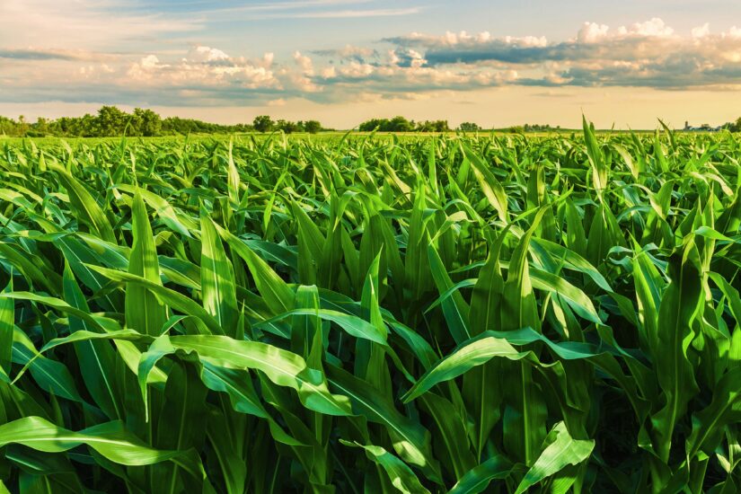 Desafios fitossanitários no milho safrinha alertam agricultores para manejo eficiente contra ameaças da produtividade