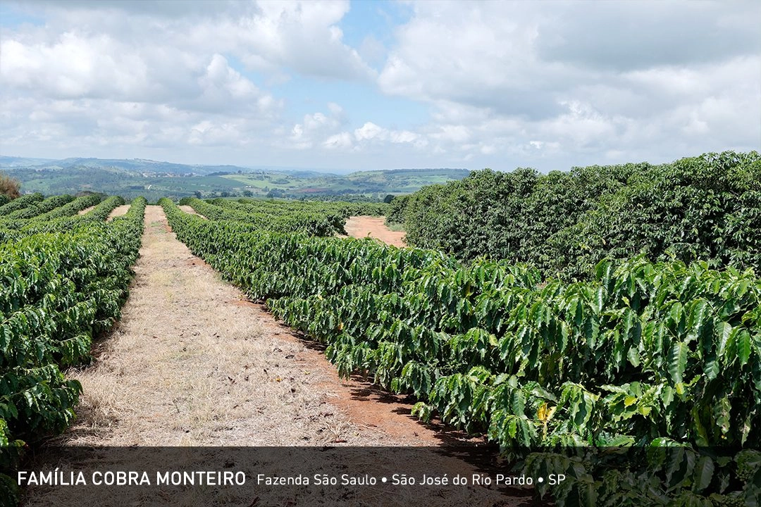 Família Cobra Monteiro