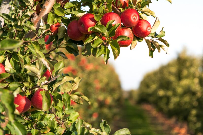 Como o fim do inverno pode impulsionar a produtividade de maçãs